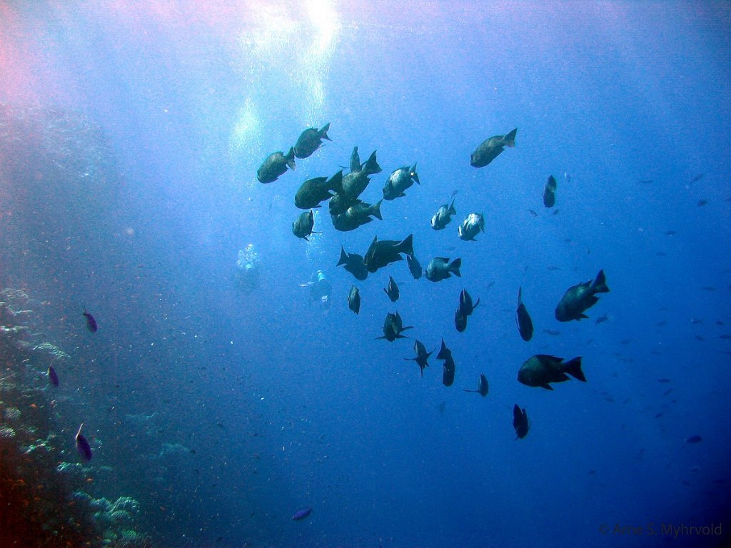 2006- Thomas Reef (8).jpg